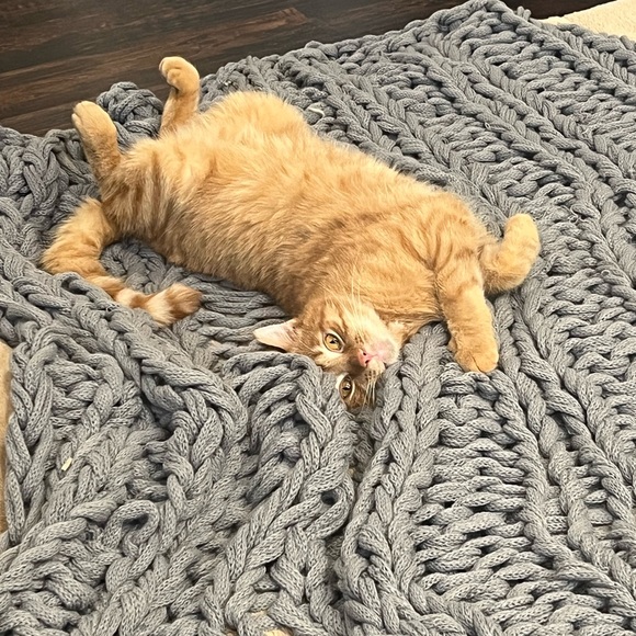 Meet your Posher, Stacey - Picture 5 of 6